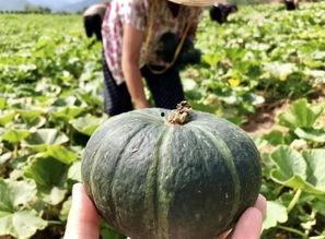 最新的瓜爆料的网红,网红新动态,揭秘背后惊人真相! 第1张 最新的瓜爆料的网红,网红新动态,揭秘背后惊人真相! 第1张